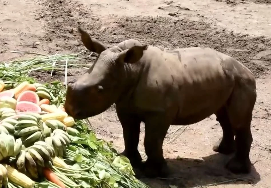 สวนสัตว์เปิดเขาเขียว อวดโฉมสมาชิกใหม่ "น้องท็อป" ลูกแรดขาวตัวที่สอง
