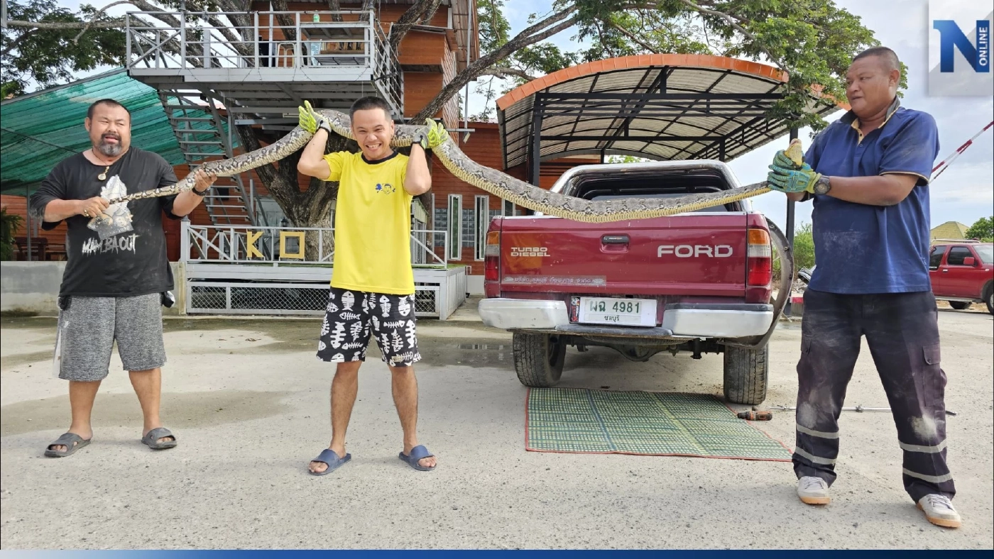 งูเหลือมยักษ์ 4 เมตร ขดใต้ท้องกระบะ กู้ภัยช่วยเอางูออก