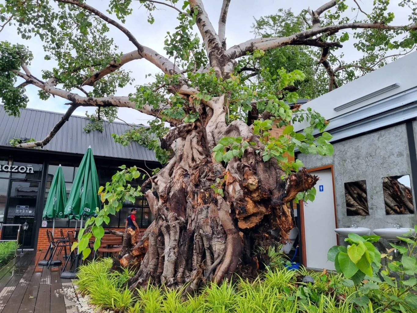 ต้นโพธิ์ยักษ์ 100 ปี โค่นทับตู้รถไฟเก่าแก่สมัยรัชกาลที่ 5