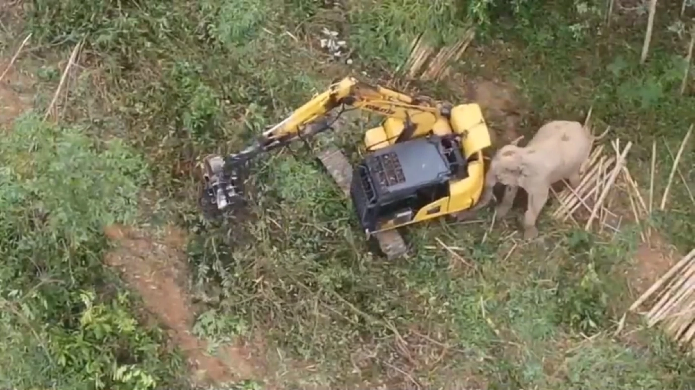 เปิดคลิประทึก! ช้างป่าพังชาตรี บุกทำร้ายคนขับแบคโฮ คนงานตัดไม้วิ่งป่าราบ