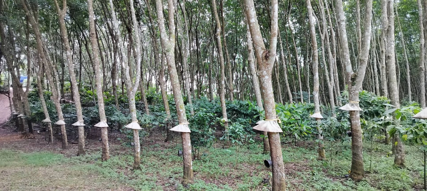 ชาวสวนยางพร้อมรับมือกฎเหล็ก EUDR  กยท. ย้ำโอกาสทองขยายตลาดของไทย