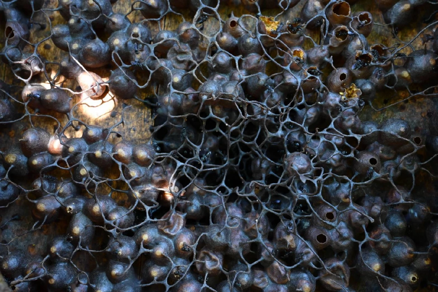 รังของผึ้งชันโรง