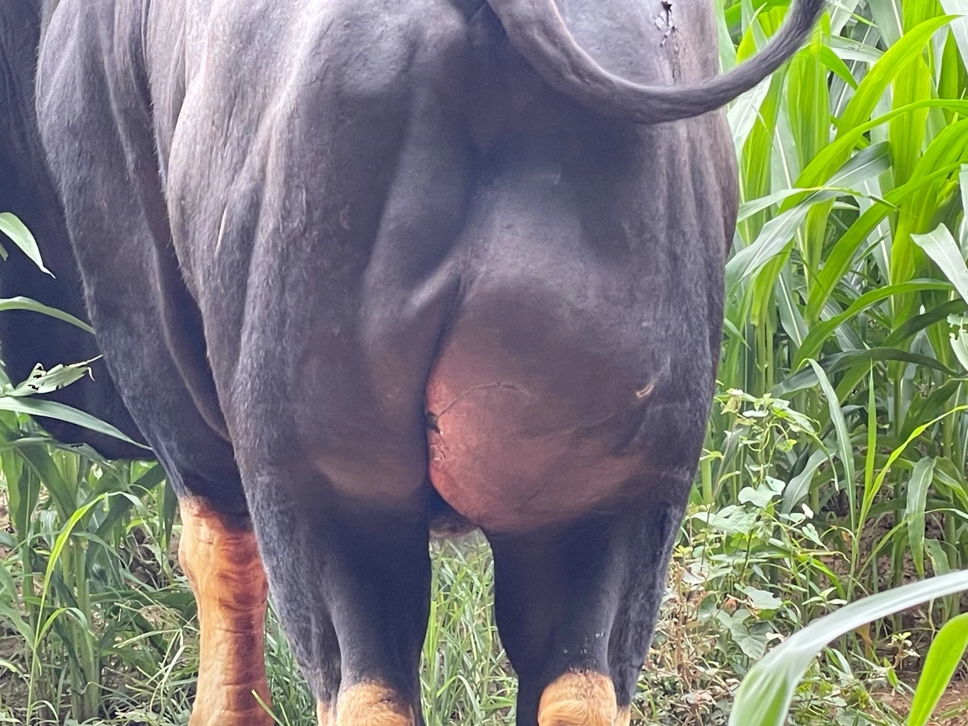 เร่งตามหาตัวเพื่อรักษา "ทองดี" กระทิงป่า บาดเจ็บหนัก คาดถูกจ่าฝูงไล่ขวิด