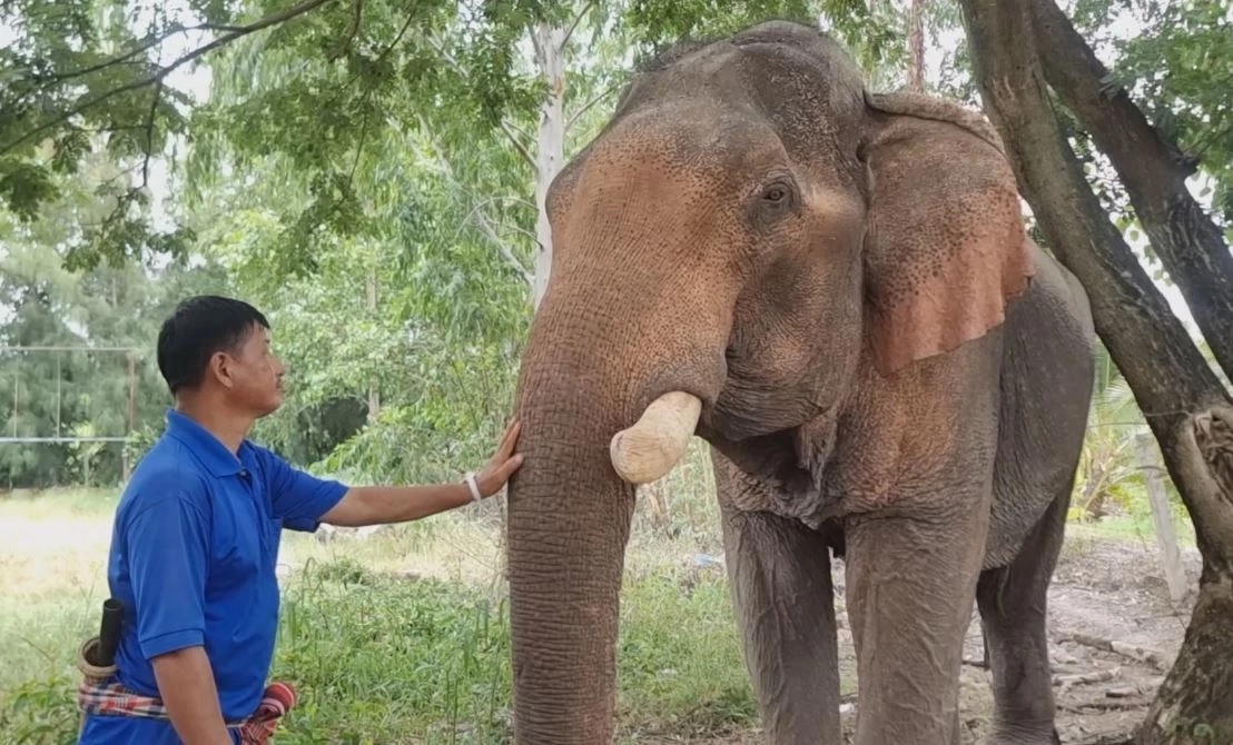 เปิดบ้านใหม่ "พลายบุญชู" จากบ้านปงแท่น ลำปาง สู่ "วัดท่าไม้" สมุทรสาคร