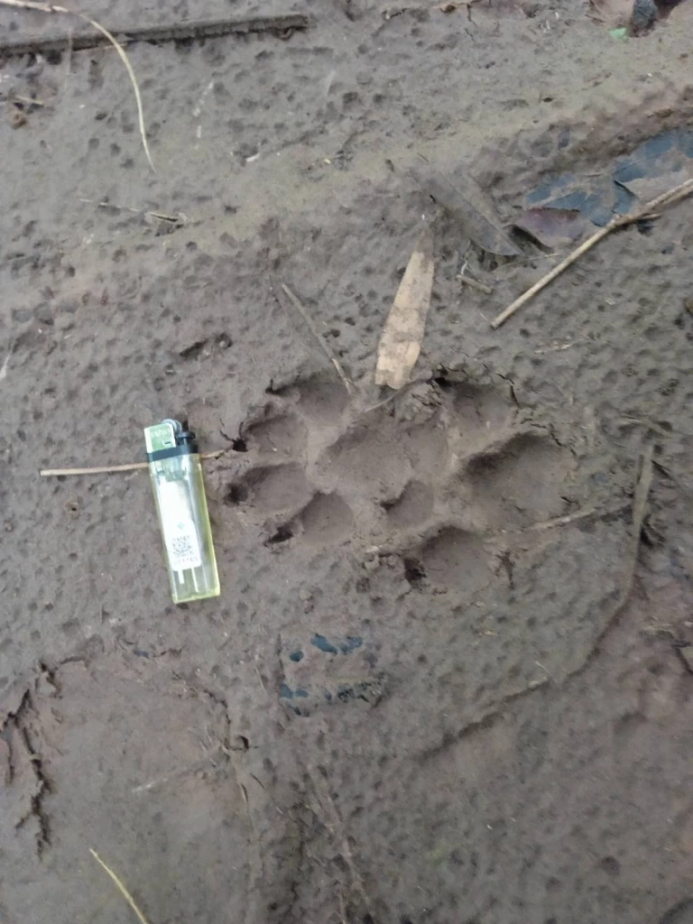 รอยเท้าสัตว์ป่าลักษณะรอยเท้าเสือโคร่ง