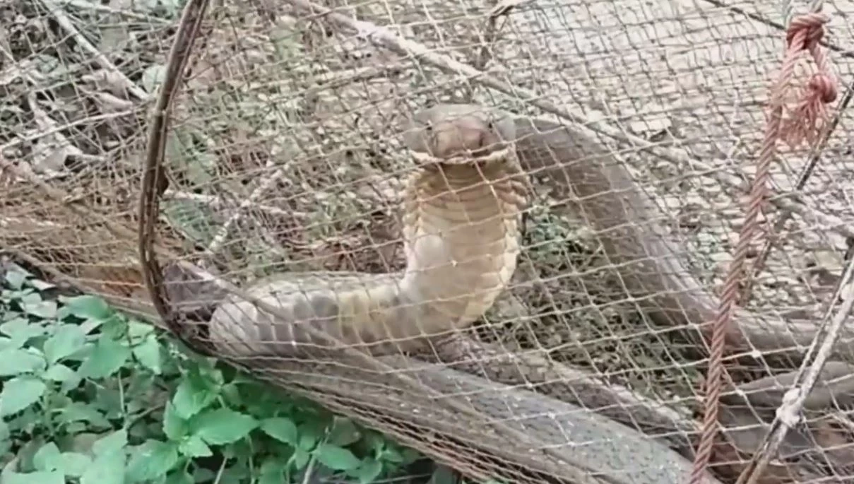 ชาวบ้านนำไซดักปลา แต่กลับได้ "งูจงอาง" ตัวใหญ่แทน แจ้งกู้ชีพช่วยจับ