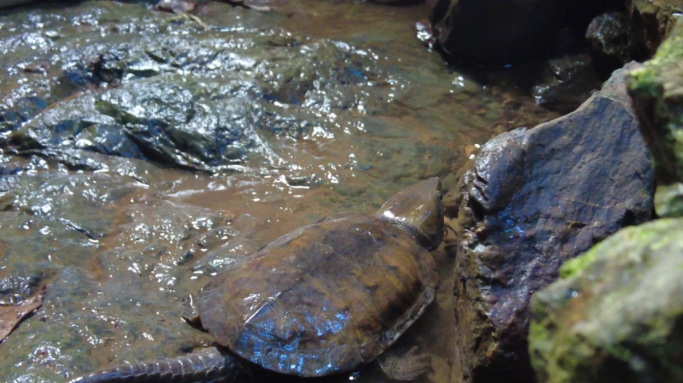 พบ "เต่าปูลู" สัตว์ป่าใกล้สูญพันธุ์ ที่จ.เชียงราย