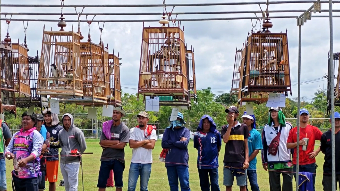 ผู้เลี้ยงนกกรงหัวจุก ระดมทุนค่าเดินทางเข้ากรุง จี้ปลดล็อกพ้นสัตว์ป่าคุ้มครอง