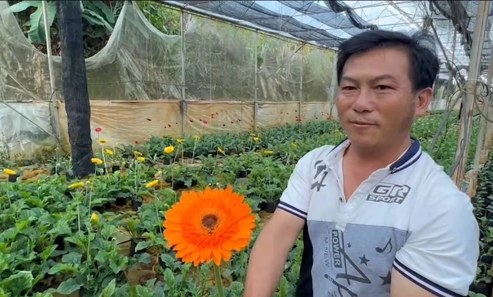 ปลูก“เยอบีร่า”ไม้ตัดดอกสร้างรายได้งาม