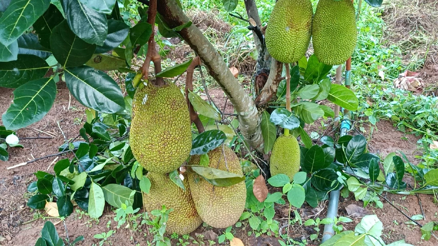 เกษตรกรวัยเกษียณ ปลูกผักหวังออกกำลังกาย สร้างรายได้เดือนละหมื่น