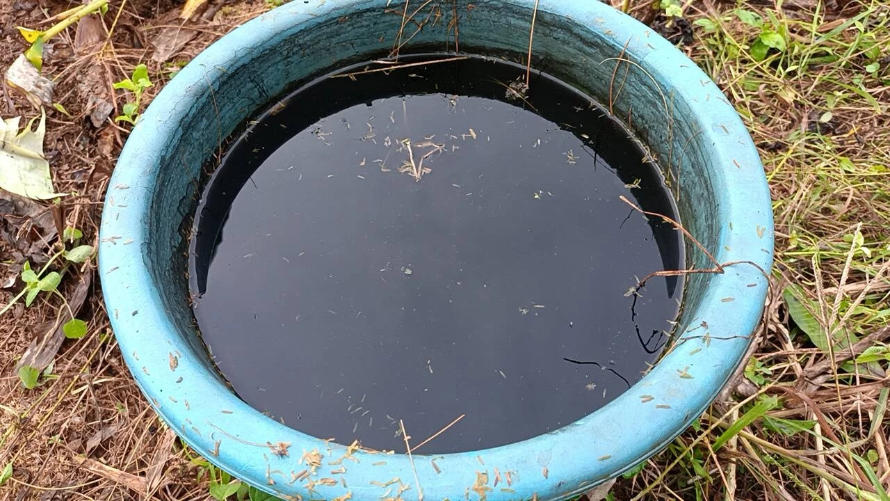 เกษตรกรวัยเกษียณ ปลูกผักหวังออกกำลังกาย สร้างรายได้เดือนละหมื่น