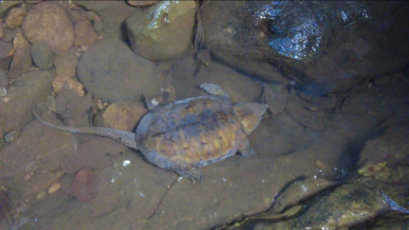 พบ "เต่าปูลู" สัตว์ป่าใกล้สูญพันธุ์ ที่จ.เชียงราย