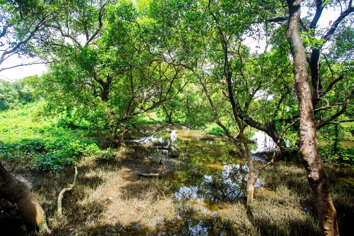 เชฟรอน SPRC จับมือ ทช. ระยอง เปิดโครงการ“เติมพลังรักษ์ยั่งยืน สู่ผืนป่าไทย”
