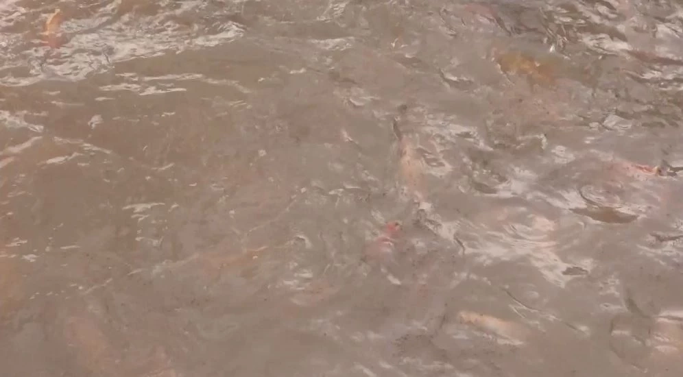 น้ำเจ้าพระยาสูงขึ้น-ไหลเชี่ยวแรง ปลาในกระชังตายอื้อ