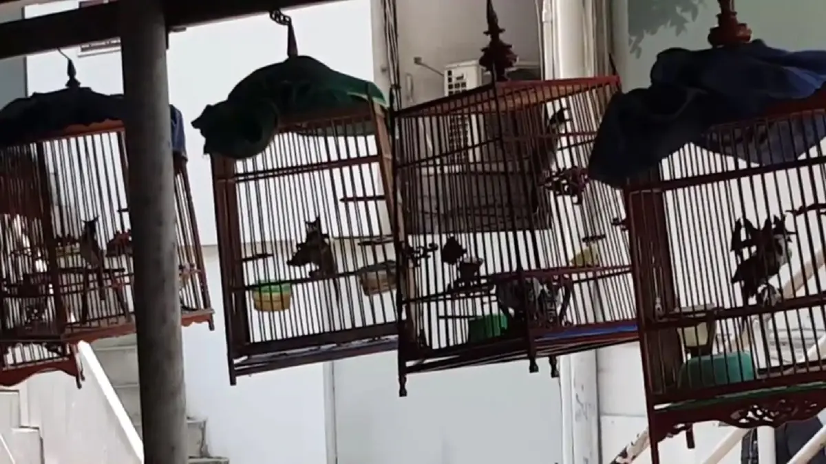 ค้านปลด "นกปรอดหัวโขน" ออกจากบัญชีรายชื่อสัตว์ป่าคุ้มครอง