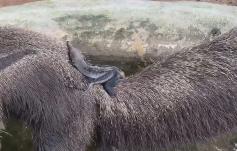 สวนสัตว์เปิดเขาเขียว อวดโฉมสมาชิกใหม่ "ลูกตัวกินมดยักษ์" ต้อนรับวันหยุดยาว