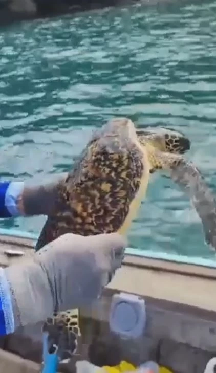 นักตกปลาช่วยเต่ากระที่ติดเศษอวน ก่อนปล่อยกลับสู่ทะเล