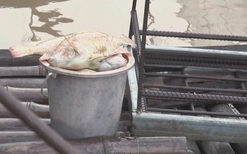 น้ำเจ้าพระยาสูงขึ้น-ไหลเชี่ยวแรง ปลาในกระชังตายอื้อ