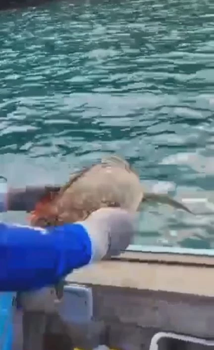 นักตกปลาช่วยเต่ากระที่ติดเศษอวน ก่อนปล่อยกลับสู่ทะเล