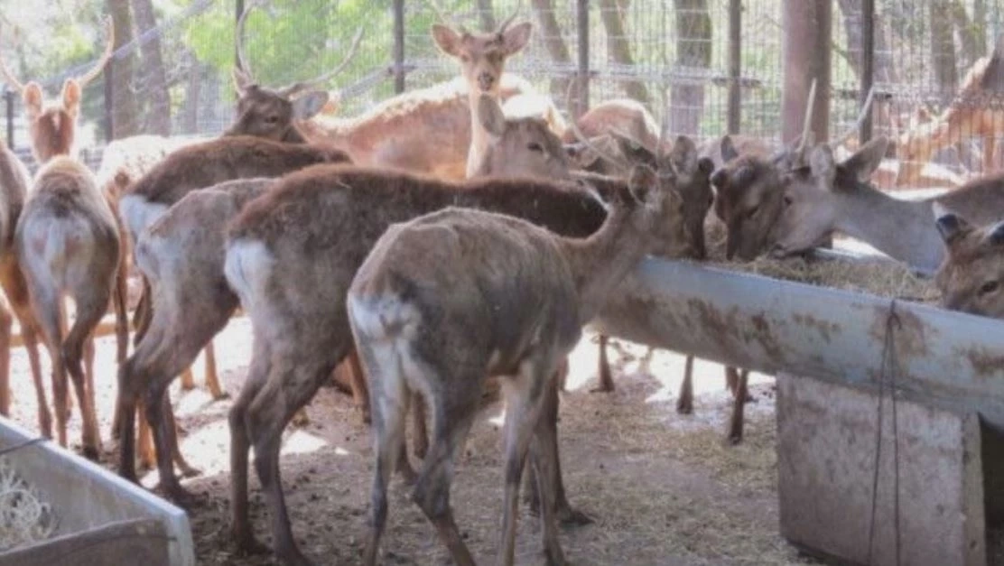 เกิดอะไรขึ้นกับกวางที่จังหวัดนาราของญี่ปุ่น?