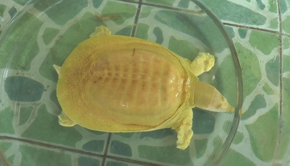 ตะพาบน้ำสีทองที่เข้าบ้านพี่แชมป์