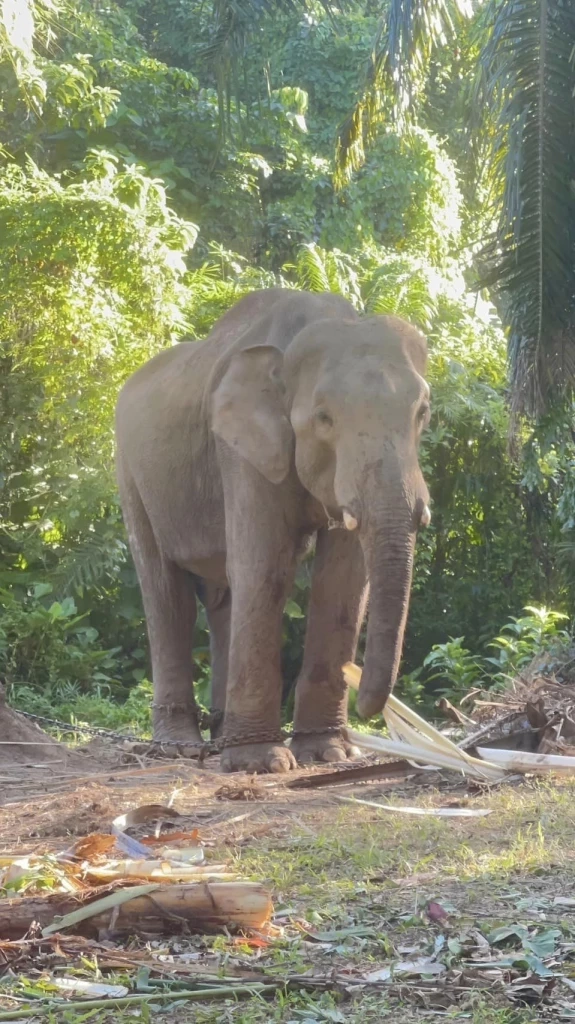 ชีวิตใหม่ "พลายเป๊ปซี่" ถูกควาญช้างทารุณกรรม ย้ายไปอยู่วัดที่เชียงใหม่