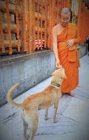 สุดเศร้า "เจ้าโส" สุนัขหัวใจพุทธ ลาลับกลับสู่ดาวหมา ในวัยเพียง 10 ปีเศษ