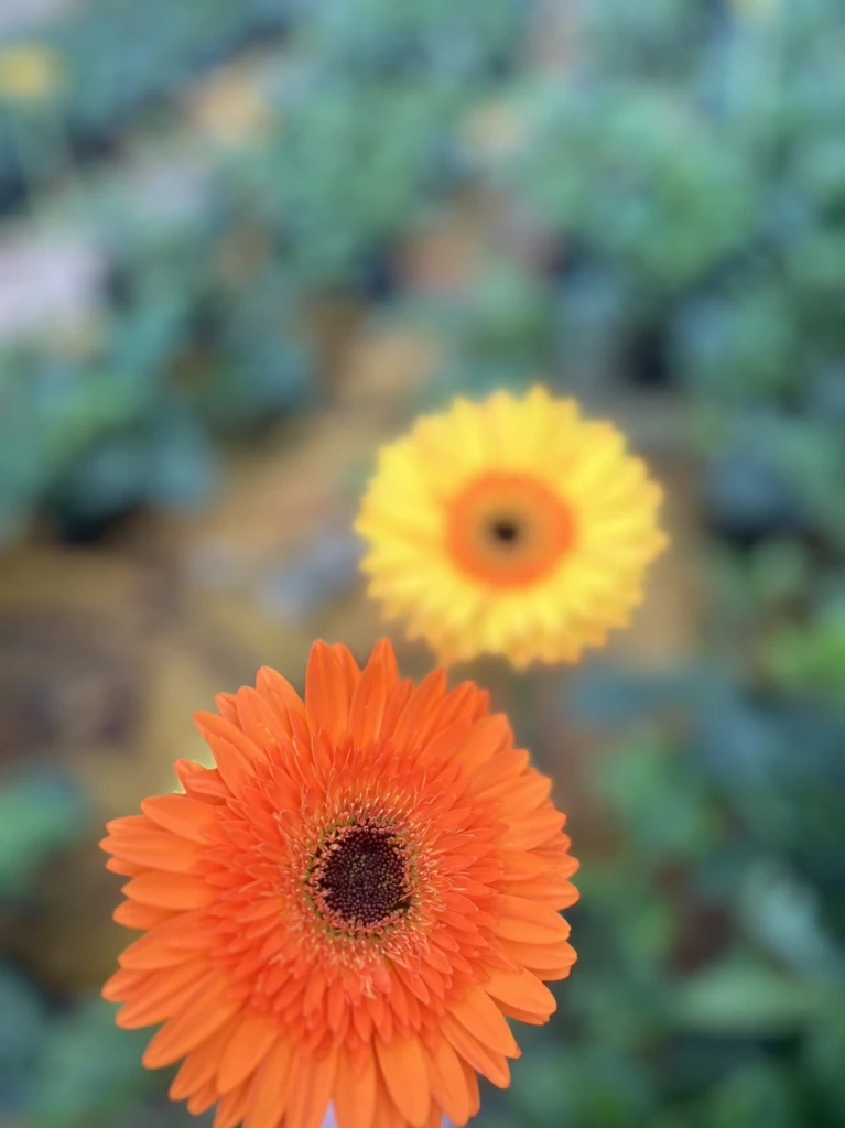 ปักหมุดรับลมหนาว “บ้านบวกจั่น” ท่องเที่ยวตามศาสตร์พระราชา