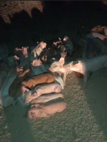 อึ้ง! ลูกหมูเกือบร้อยตัว ถูกทิ้งริมทาง เณรไปบิณฑบาตเจอ เอากลับมาดูแลที่วัด