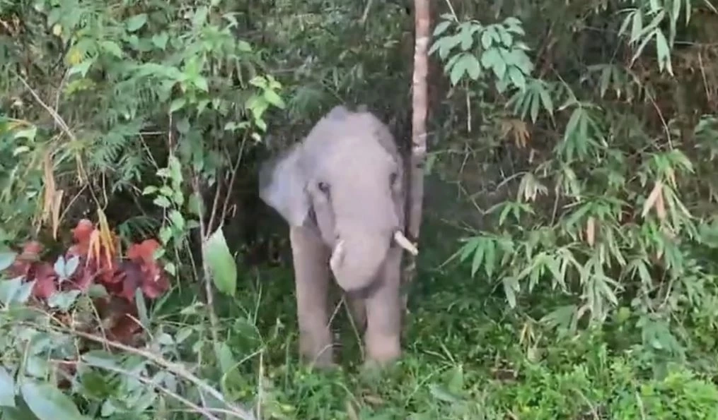 เจ้าหงส์ทอง