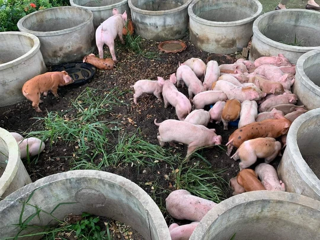 อึ้ง! ลูกหมูเกือบร้อยตัว ถูกทิ้งริมทาง เณรไปบิณฑบาตเจอ เอากลับมาดูแลที่วัด