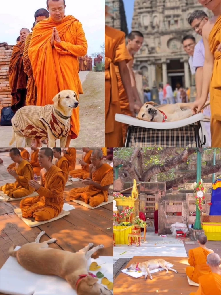 สุดเศร้า "เจ้าโส" สุนัขหัวใจพุทธ ลาลับกลับสู่ดาวหมา ในวัยเพียง 10 ปีเศษ