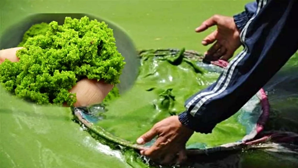 ไข่ผำน้ำ Superfood เจ้าของฉายากรีนคาร์เวียร์ไทยจะไปอวกาศ