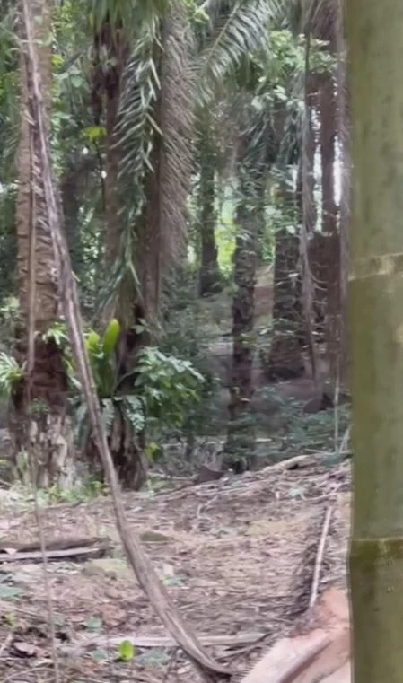 สลด! ผญบ.ถูกช้างป่าทำร้ายดับ ขณะช่วยชาวบ้านไล่ต้อนกลับเข้าป่า