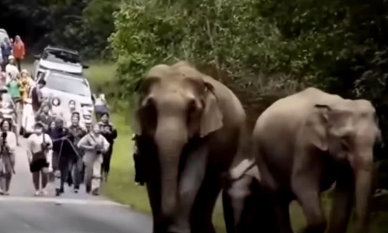 หัวหน้า อช.เขาใหญ่ สั่งเข้ม! ห้ามนักท่องเที่ยววิ่งไล่ถ่ายภาพช้างป่า