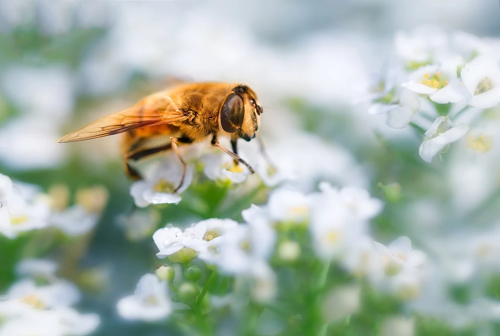 เปิดความเป็นไปได้ แนวคิดหุ่นยนต์ผสมเกสร เมื่อ"ผึ้ง" ถึงคราวใกล้สูญพันธุ์ 