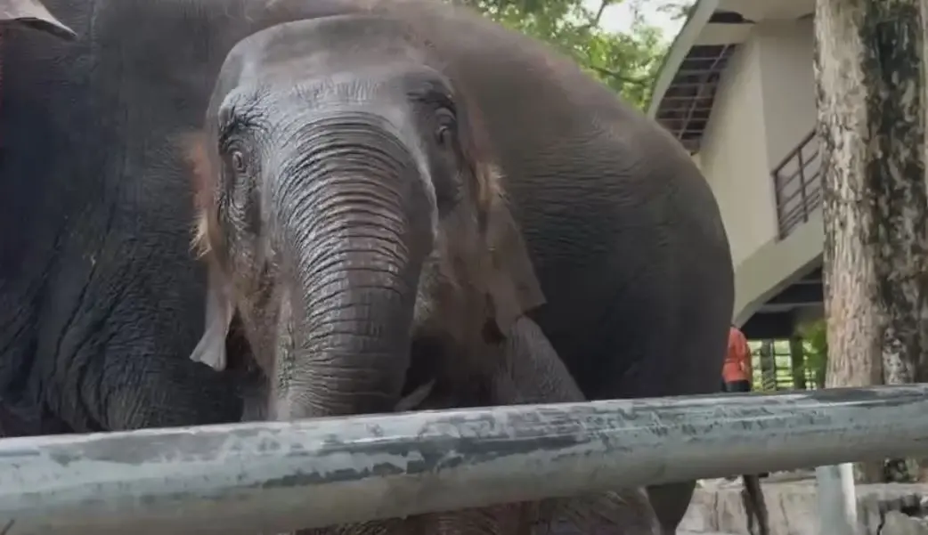 "น้องแสนรัก" ลูกช้างผสมเทียม ตัวที่ 2 ของไทย