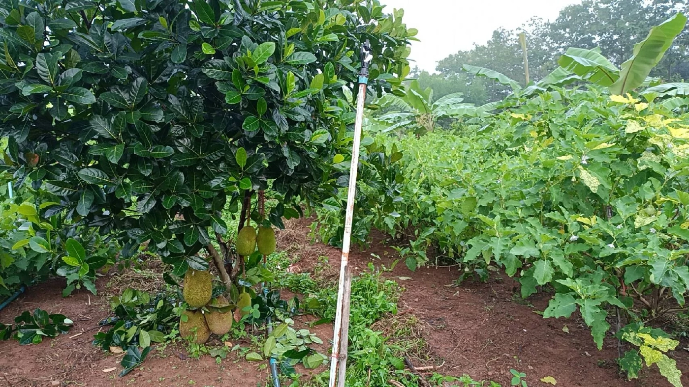 เกษตรกรวัยเกษียณ ปลูกผักหวังออกกำลังกาย สร้างรายได้เดือนละหมื่น