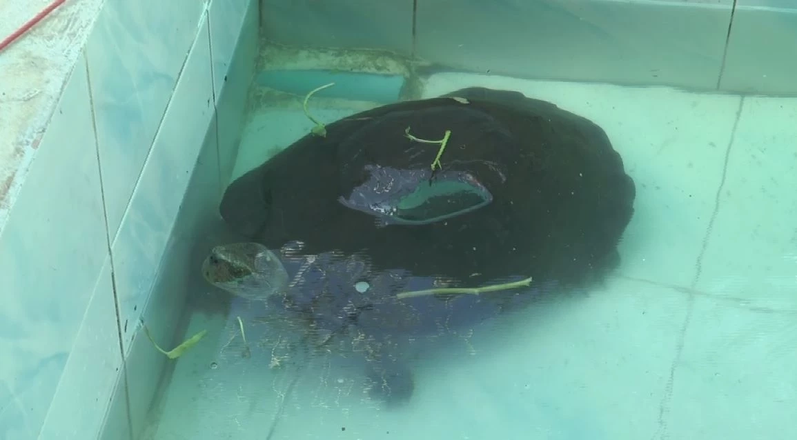 พบเต่าตัวใหญ่ เดินเข้าบ้าน เชื่อมาให้โชค คอหวยไม่พลาด ส่องเลขลุ้นรวย