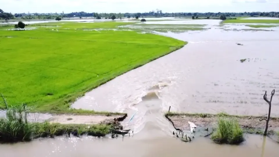 ​ถนนริมพนังแม่น้ำชีขาด มวลน้ำไหลท่วมพื้นที่การเกษตรกว่า 5,000 ไร่
