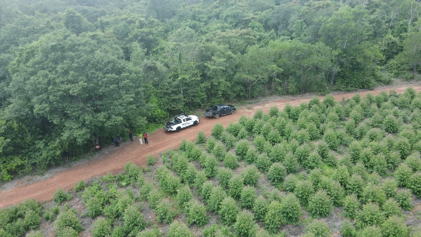 เจ้าหน้าที่อุทยานทับลาน ประกาศเตือนชาวบ้าน เก็บเห็ดป่าระวัง "เสือตะปบ"