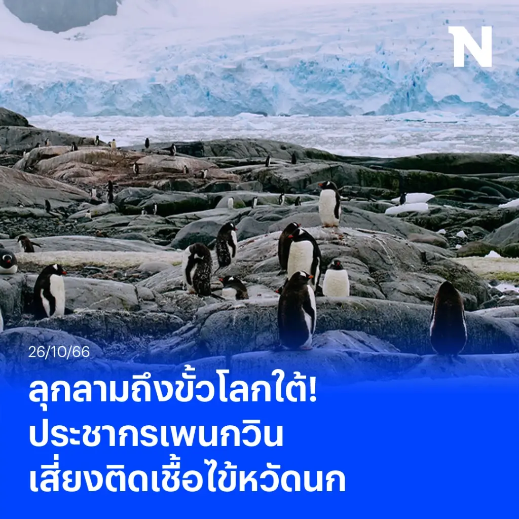 ลุกลามถึงขั้วโลกใต้! ประชากรเพนกวินเสี่ยงติดเชื้อไข้หวัดนก