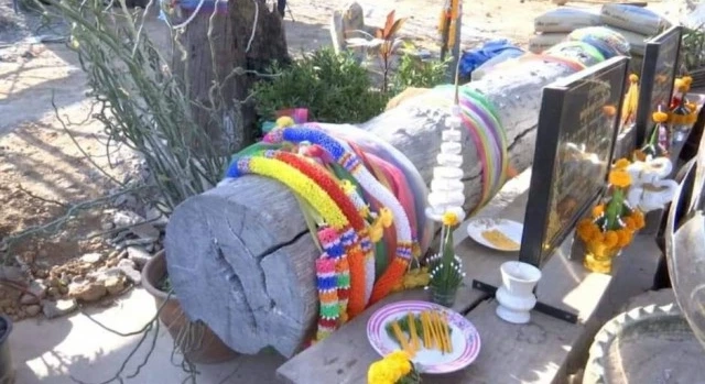 "ไม้มะค่าแต้" ถือเป็นไม้หวงห้าม