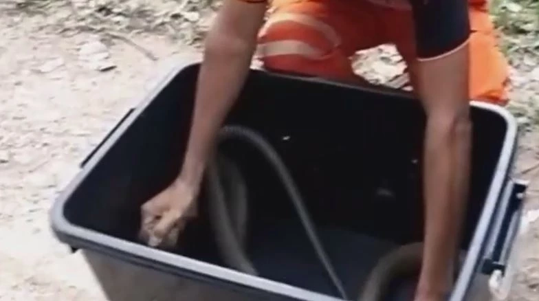 ชาวบ้านนำไซดักปลา แต่กลับได้ "งูจงอาง" ตัวใหญ่แทน แจ้งกู้ชีพช่วยจับ