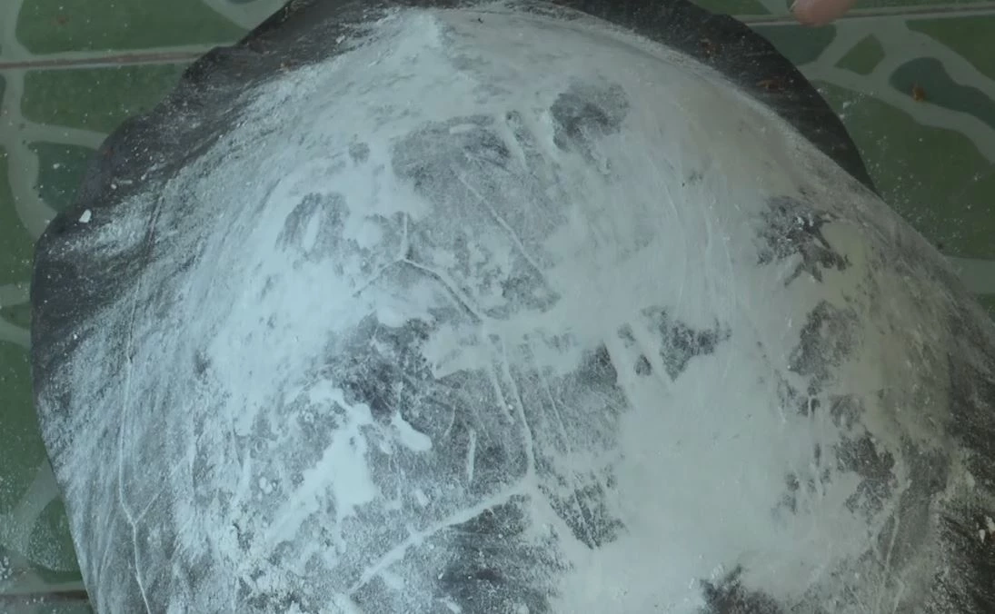 พบเต่าตัวใหญ่ เดินเข้าบ้าน เชื่อมาให้โชค คอหวยไม่พลาด ส่องเลขลุ้นรวย