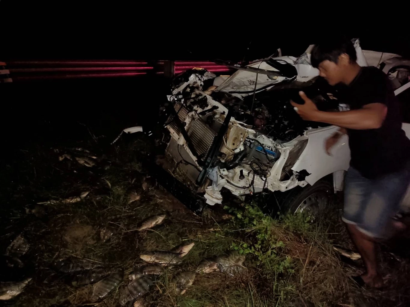 กระบะขนปลานิล ขับฝ่าความมืดพุ่งชนช้างป่า คนเจ็บ 3 ช้างเจ็บ-เตลิดหนี