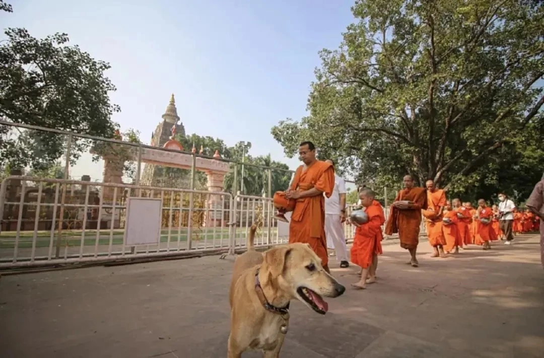 สุดเศร้า "เจ้าโส" สุนัขหัวใจพุทธ ลาลับกลับสู่ดาวหมา ในวัยเพียง 10 ปีเศษ