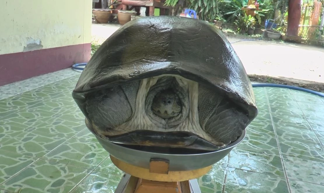 พบเต่าตัวใหญ่ เดินเข้าบ้าน เชื่อมาให้โชค คอหวยไม่พลาด ส่องเลขลุ้นรวย