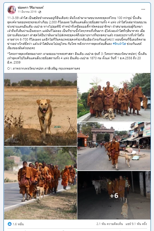 สุดเศร้า "เจ้าโส" สุนัขหัวใจพุทธ ลาลับกลับสู่ดาวหมา ในวัยเพียง 10 ปีเศษ