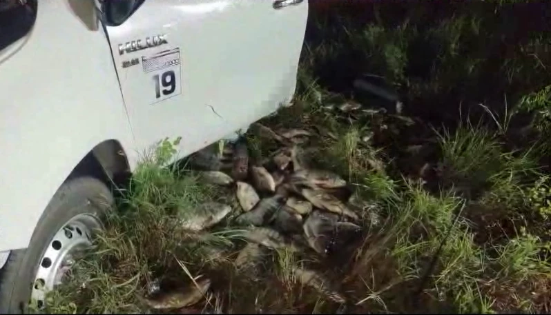 กระบะขนปลานิล ขับฝ่าความมืดพุ่งชนช้างป่า คนเจ็บ 3 ช้างเจ็บ-เตลิดหนี